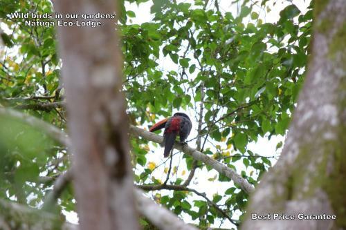 Hotel Natuga Ecolodge-villas Dominical Baru