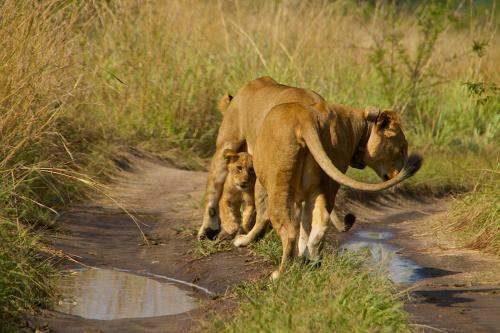 Marafiki Safari Lodge