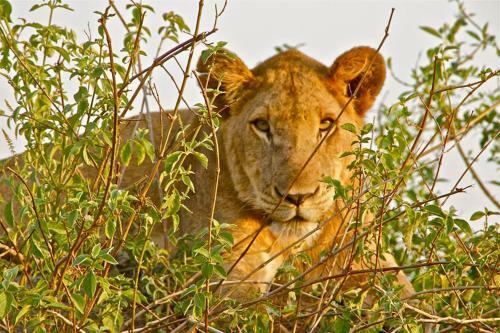 Marafiki Safari Lodge