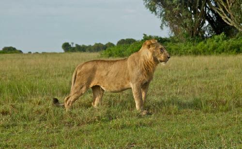 Marafiki Safari Lodge