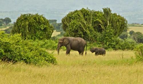 Marafiki Safari Lodge