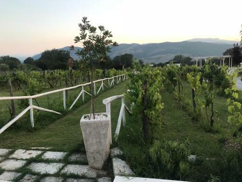 Bed & Breakfast Ca' Del Conte Agrihouse