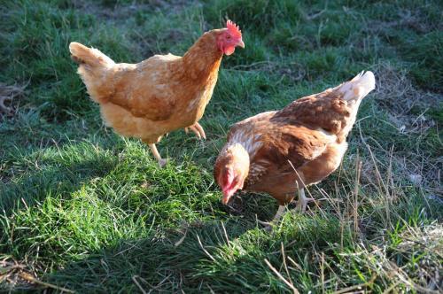 Bed & Breakfast Manor Farm Stay