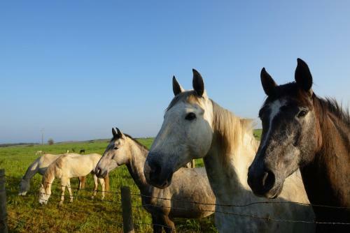 Agroturismo Herdade Do Pessegueiro