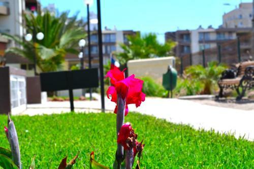 Apartamentos Alma Socoroma