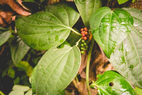 The Breeze Pinnawala Homestay