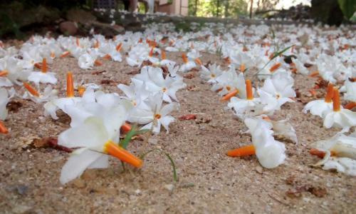 The Breeze Pinnawala Homestay