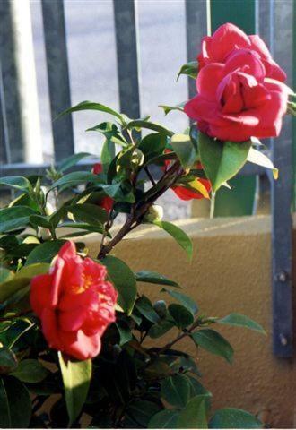 Apartamento Residence Viale Venezia