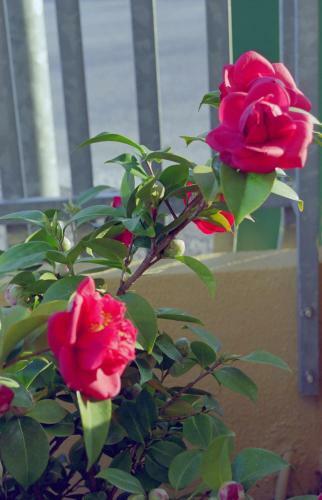 Apartamento Residence Viale Venezia