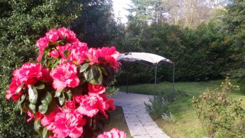 B&B Marigold