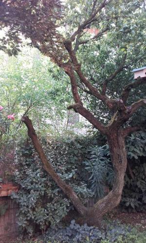 Apartamento Appartamento Giardino Verde