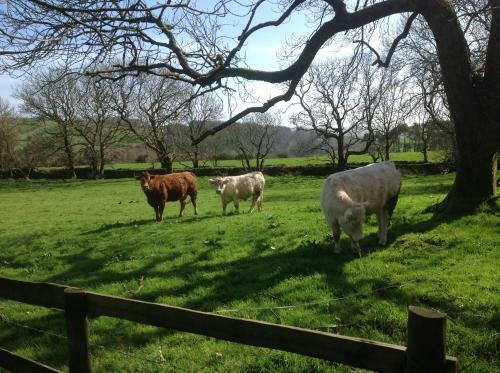 Bed & Breakfast Willowhill House