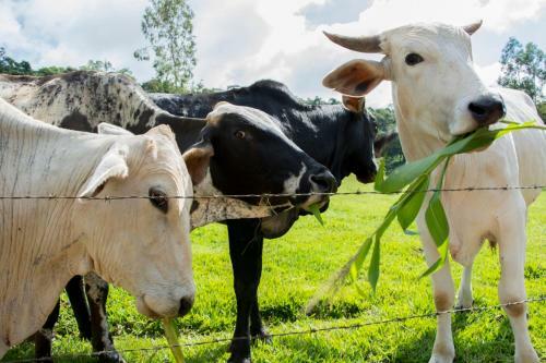 Agroturismo Hotel Fazenda Monte Si�o
