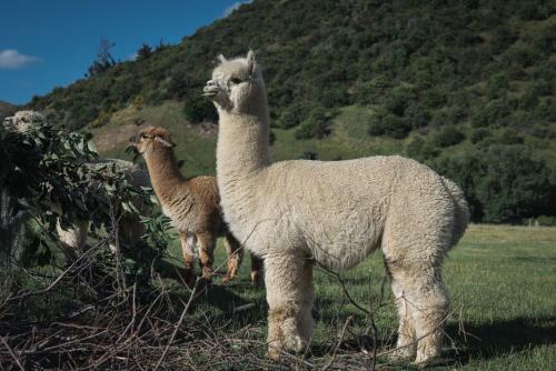 Agroturismo 1220 Gibbston Lodge