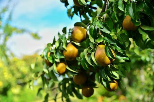 Agroturismo 1220 Gibbston Lodge