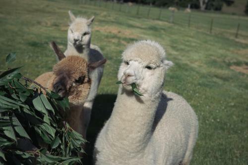 Agroturismo 1220 Gibbston Lodge