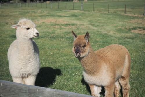 Agroturismo 1220 Gibbston Lodge