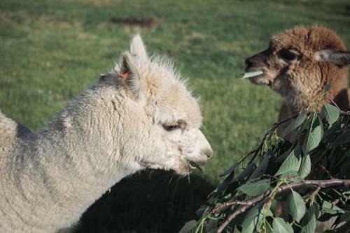 Agroturismo 1220 Gibbston Lodge