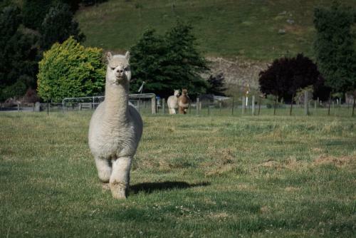 Agroturismo 1220 Gibbston Lodge