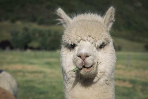 Agroturismo 1220 Gibbston Lodge