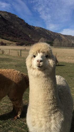 Agroturismo 1220 Gibbston Lodge