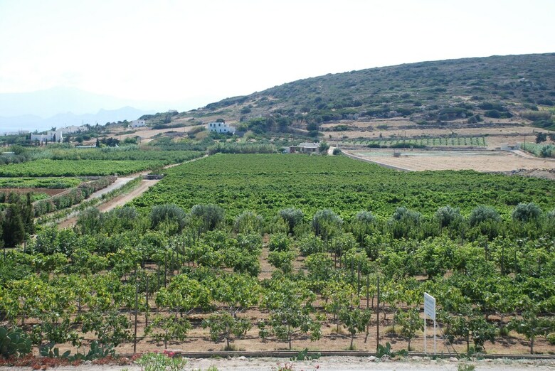 Kampos