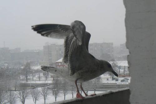 Apartments On Staro-pregolskaya Nab 14