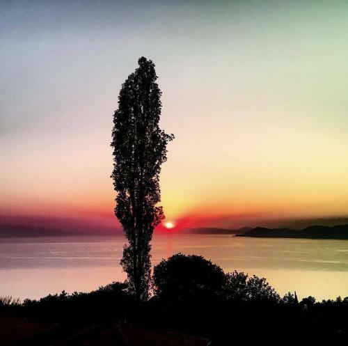 Hostal Faralya Yoruk Evi Hotel