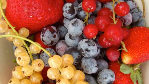 Agroturismo La Volpe E L'uva