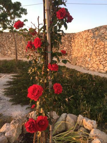 Masseria Gelsi B&B And Events
