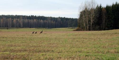 Lodge Kolm�rdstorpet Bloms�tter