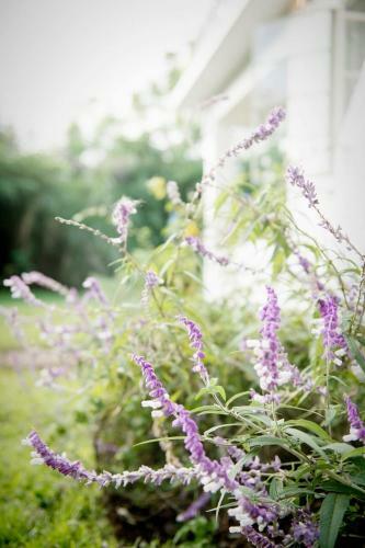 Bed & Breakfast Blues & Chutney Country