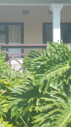 Shelly Beach Lodge
