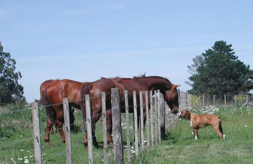 La Peregrina De Tandil
