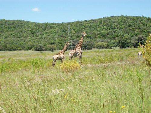 Izapa Bush And Game Lodge