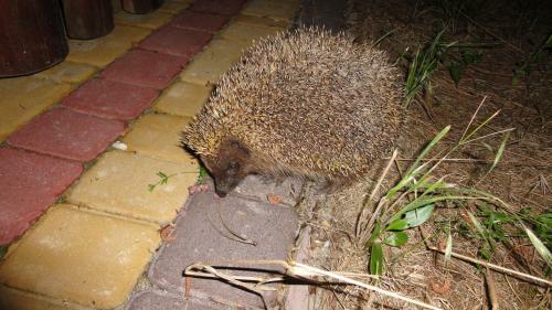 Hostal Villa Sosnovy Bor