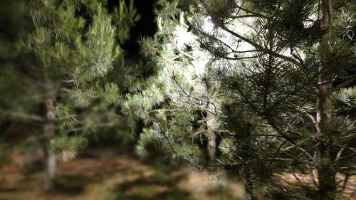 Hostal Villa Sosnovy Bor