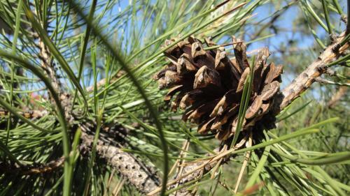 Hostal Villa Sosnovy Bor