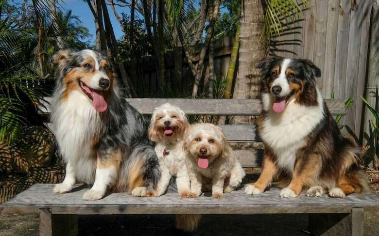 Wildlife Holiday Home - Airlie Beach