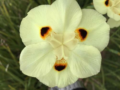 Hostal Pousada Flores Do Campo