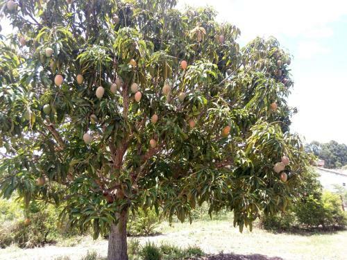 Fazenda Rosmaninho