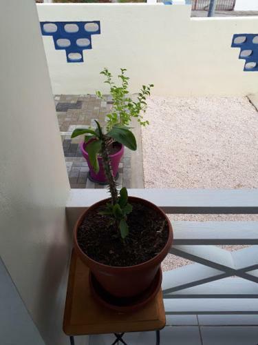 Apartamento The Lush