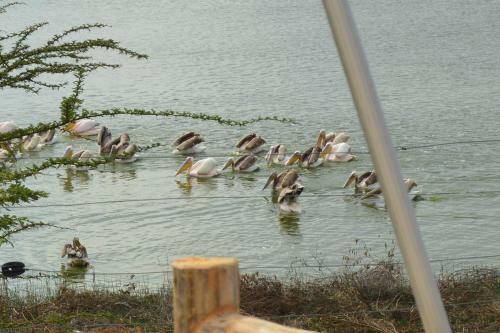 Sirville Lake Elementaita Lodge