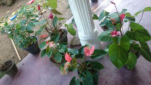 Bed & Breakfast Kavirose Holiday Home