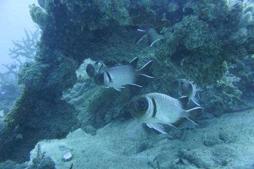 Aoredise