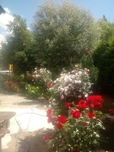 Bed & Breakfast Las Rosas