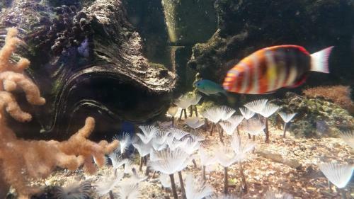Shambhala Retreat Magnetic Island Cottages