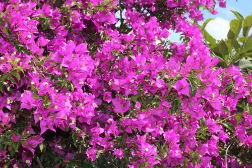 Hostal Blue Paradise Pension