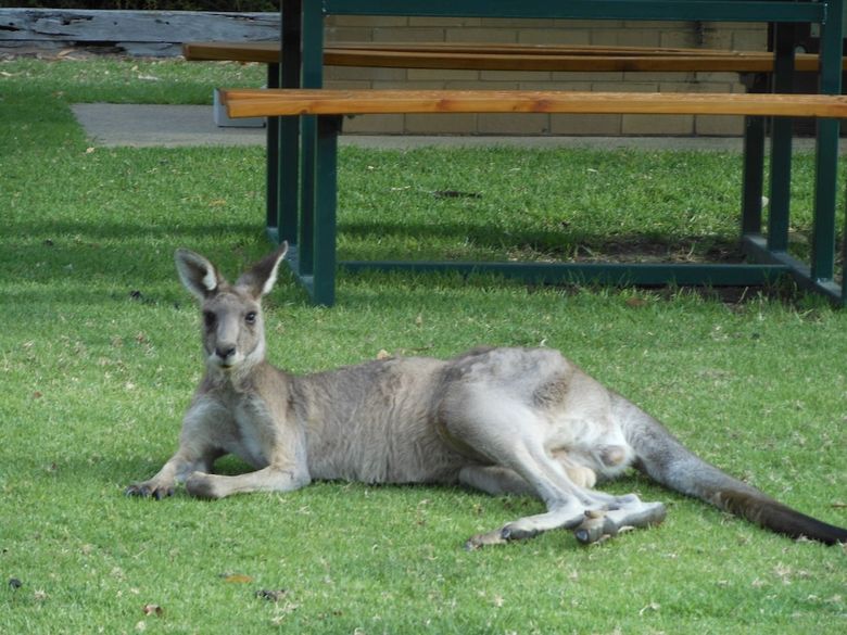 Hotel Grampians View Cottages And Units