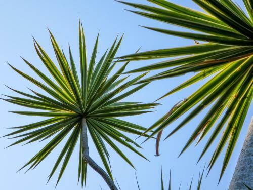 Mission Beach Hideaway Holiday Village